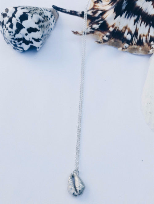 Daddy Cowrie Seashell