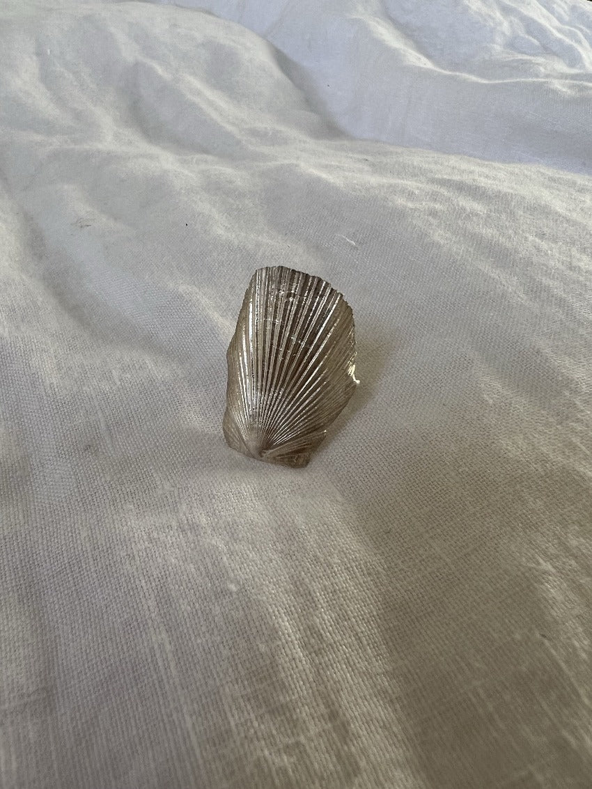 Queen Mexican Seashell