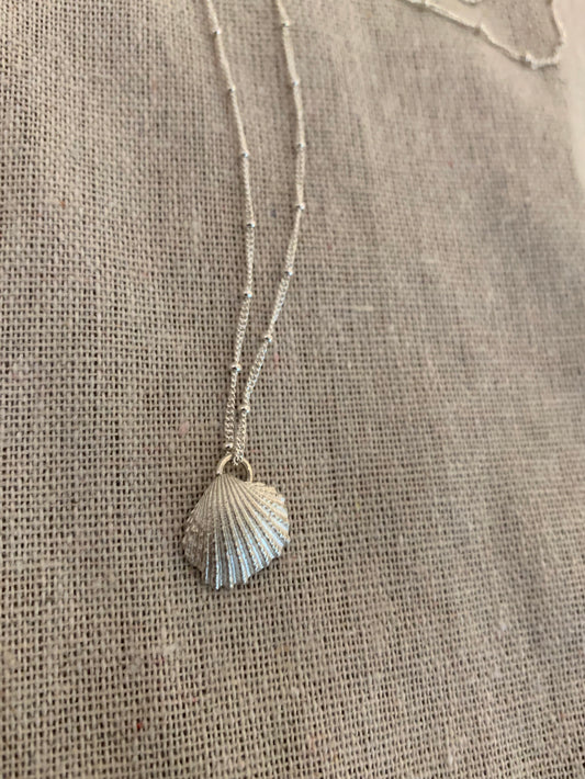 LIO Small Raw Seashell