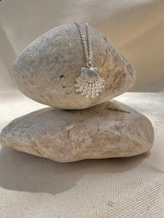 Kauai Seashell