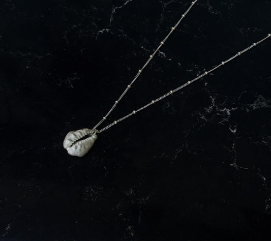 Daddy Cowrie Seashell