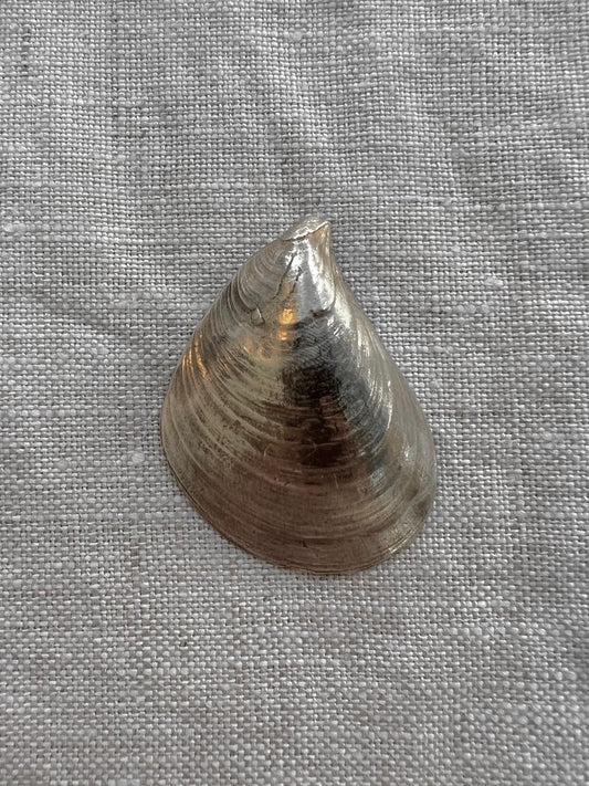 No°1 shell