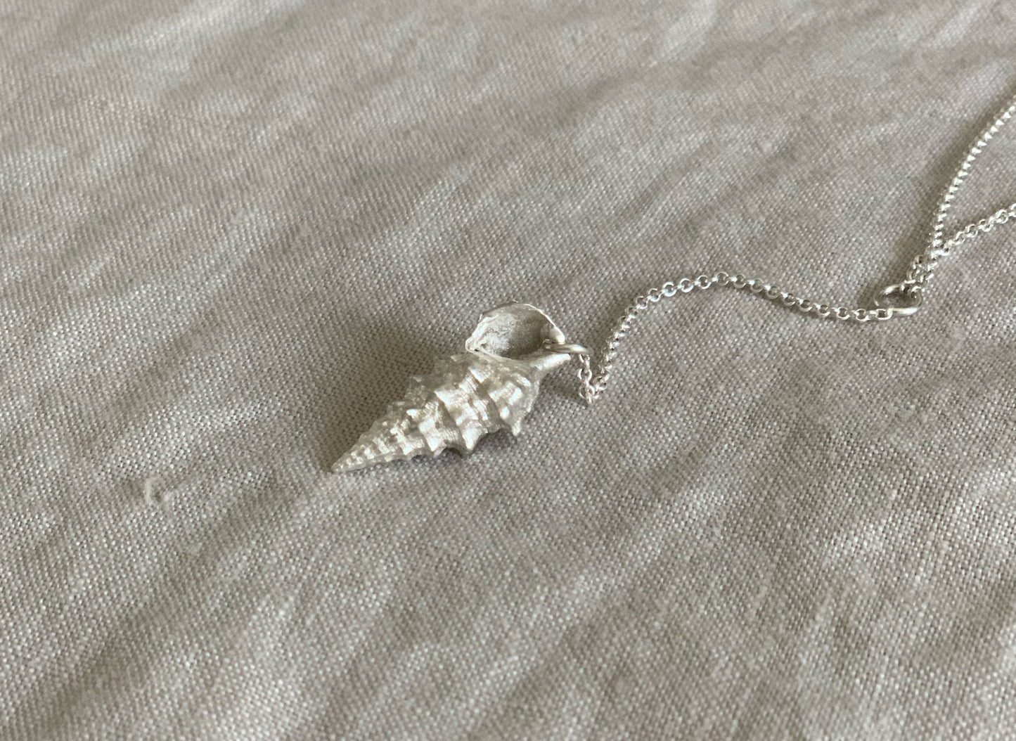 conch shell