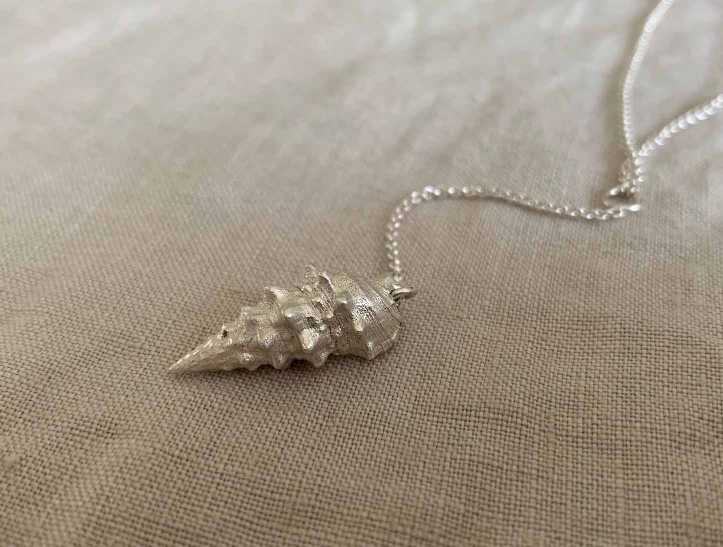 conch shell
