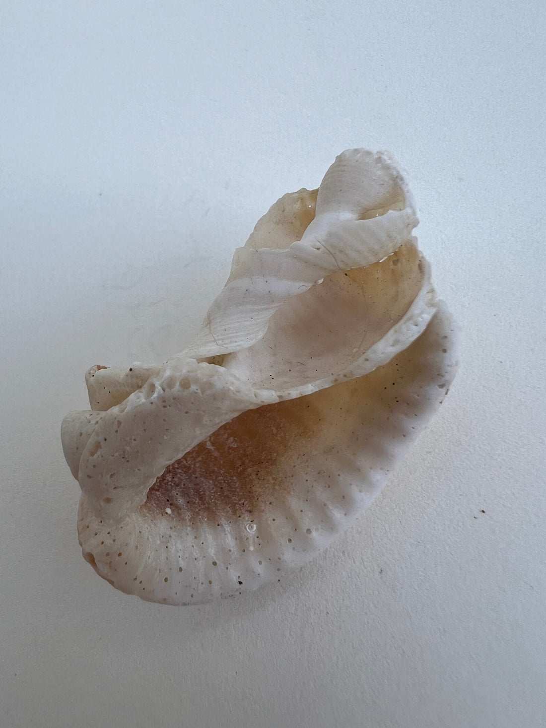 Why We Still Return to Shells