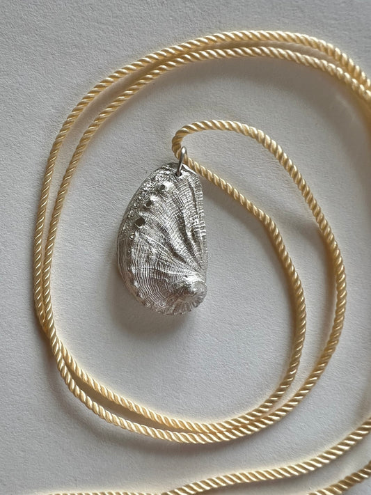 No°16 shell Abalone