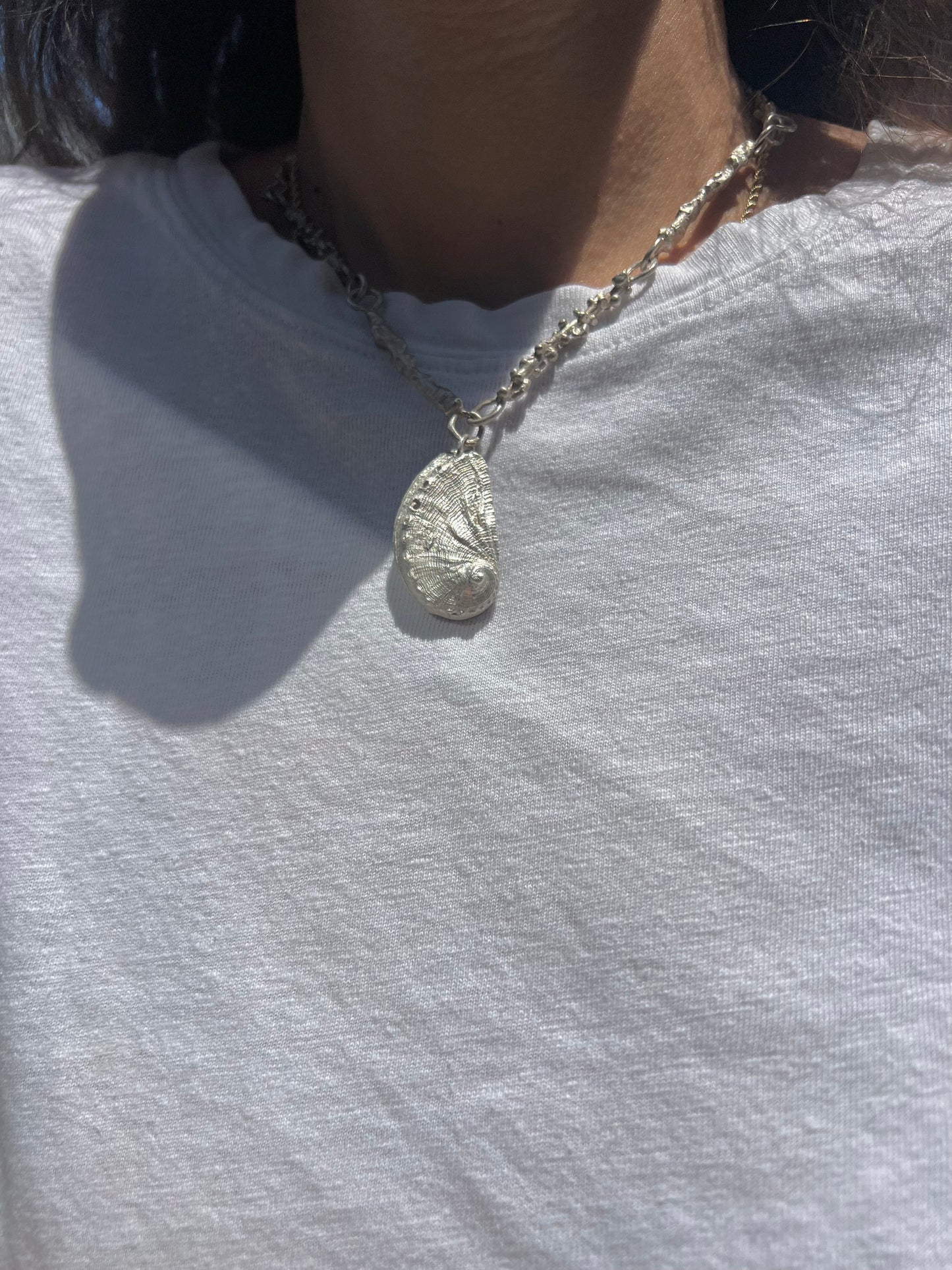 No°16 shell Abalone