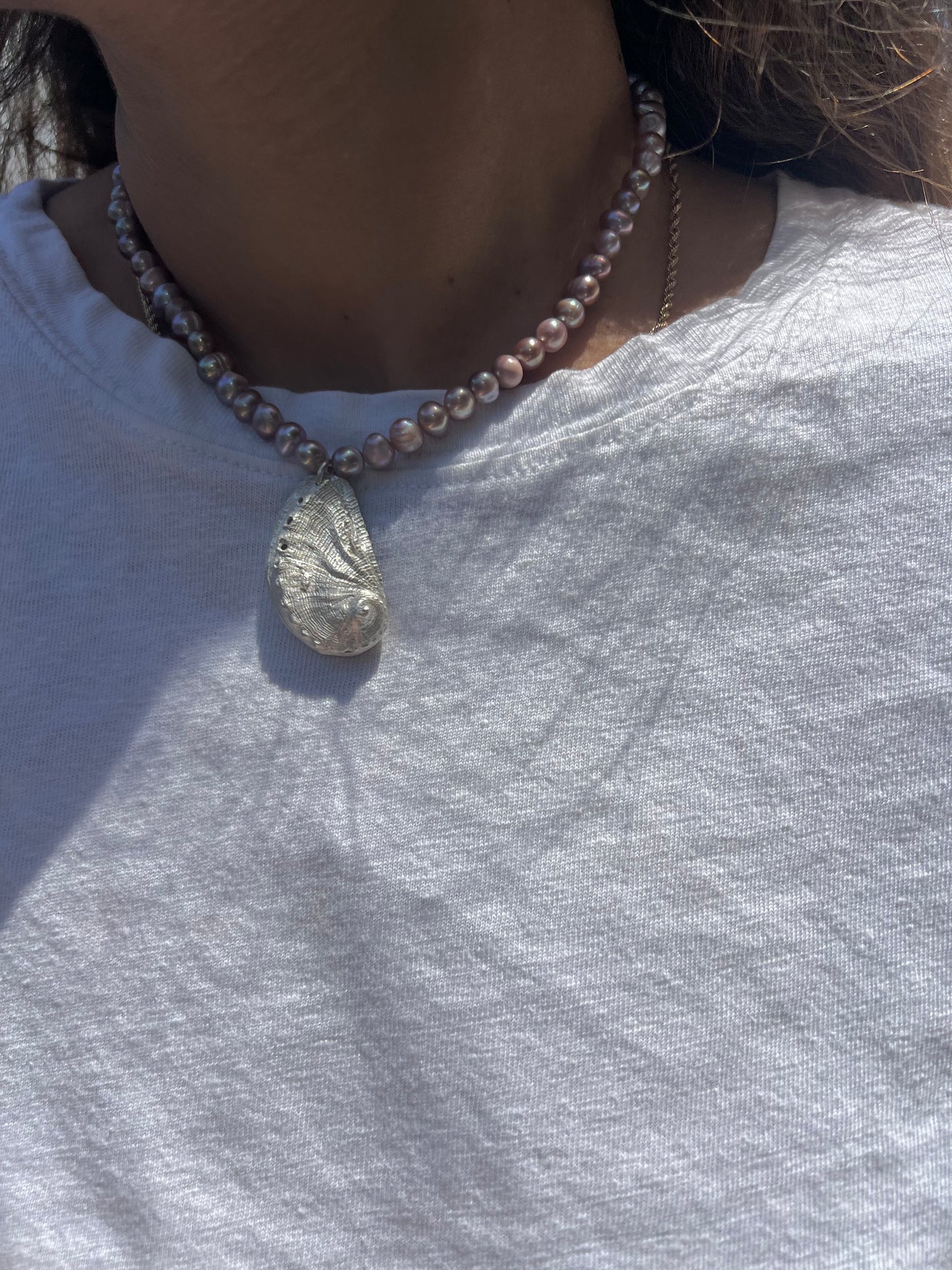 No°16 shell Abalone
