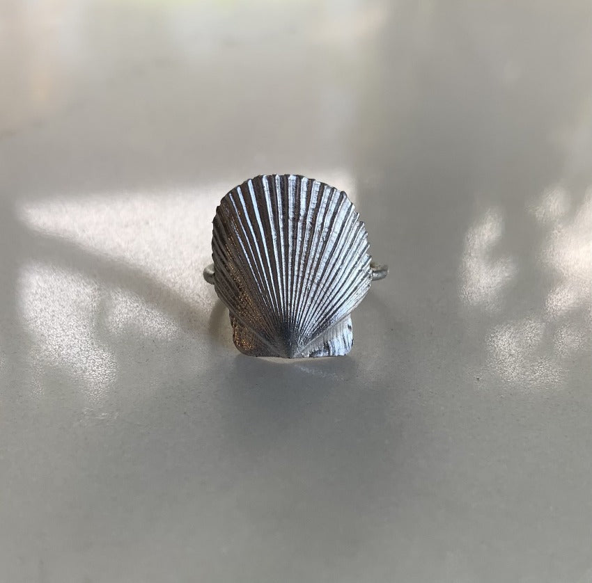 Baby Mexican Seashell