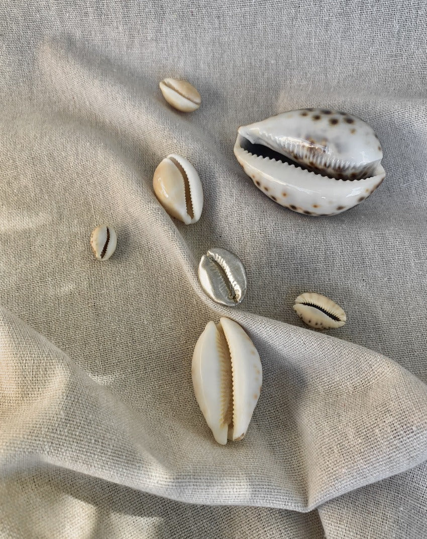 Giant Cowrie Ring